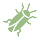 cockroach