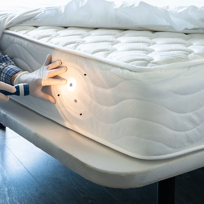 bed-bugs bed-bugs
